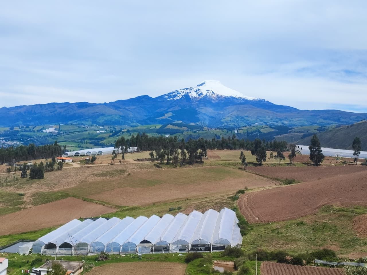 Invernaderos de flores en la sierra del Ecuador, con un volcán nevado al fondo